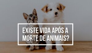 Existe vida após a morte de animais?