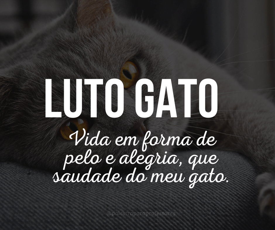 Luto gato 