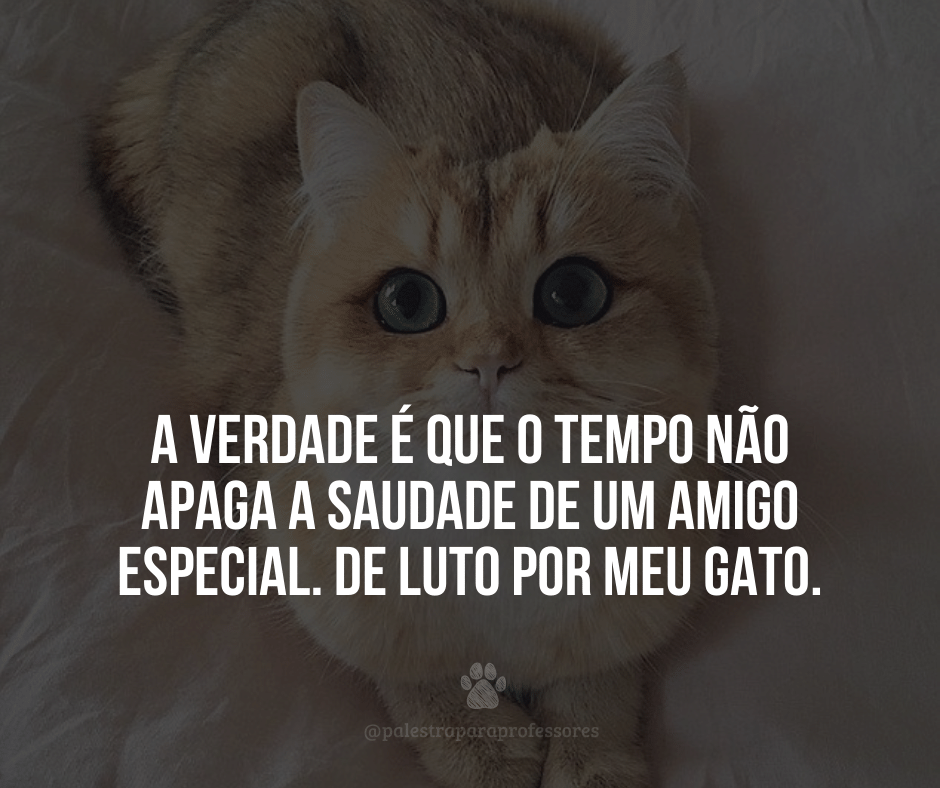 Luto gato 