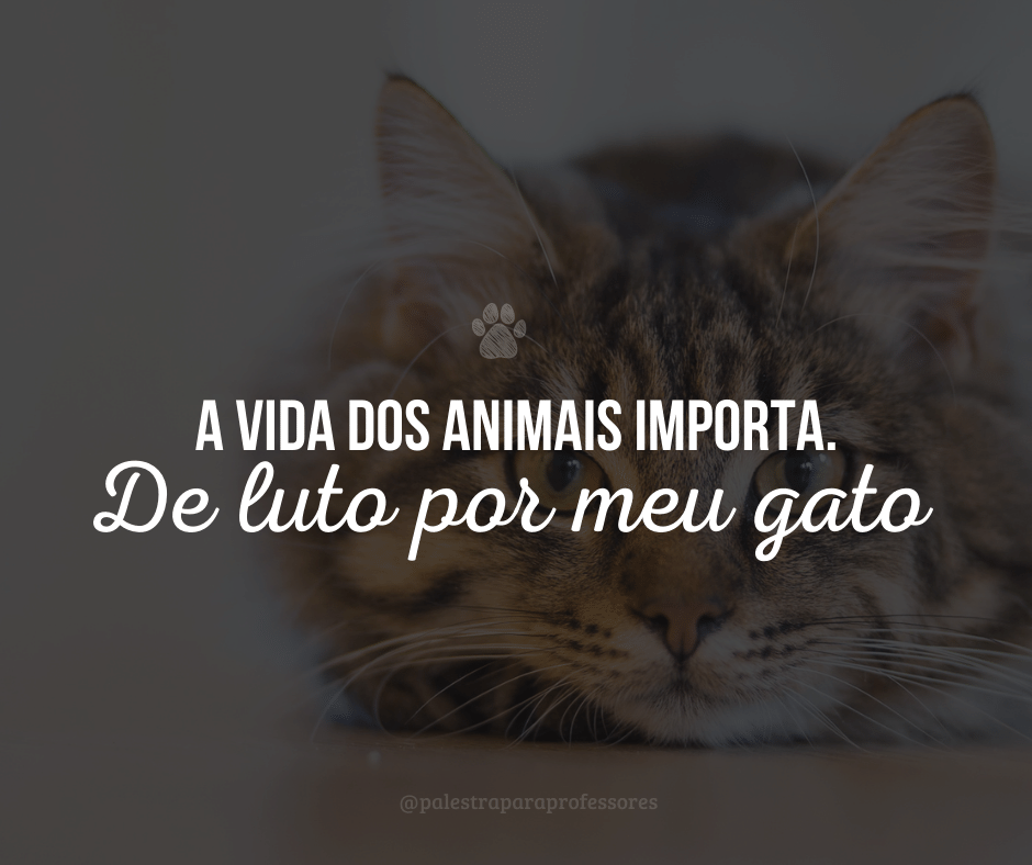 Luto gato 