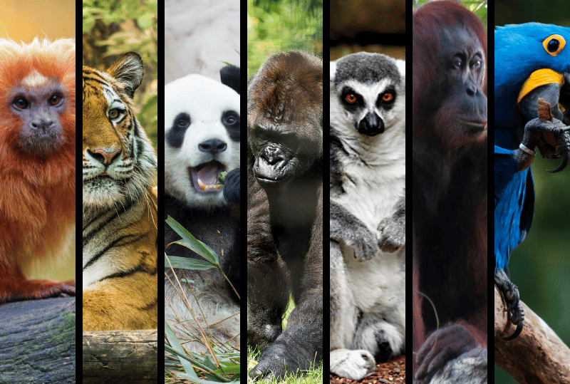 Animais em perigo de extinção no planeta