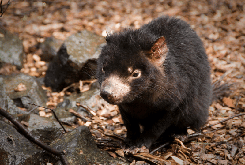 Animais em perigo de extinção no planeta