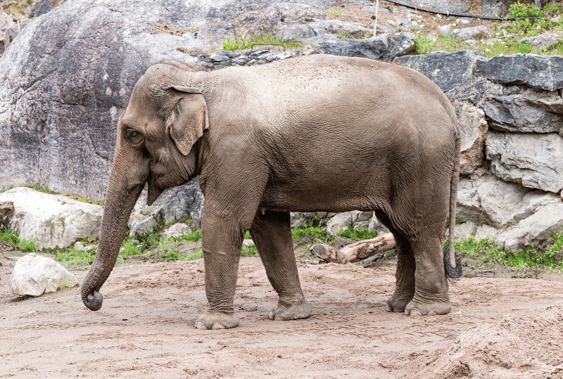 Animais em perigo de extinção no planeta