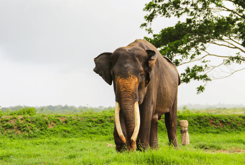 Animais em perigo de extinção no planeta