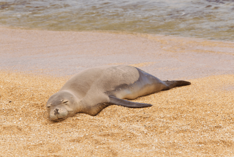 Animais em perigo de extinção no planeta