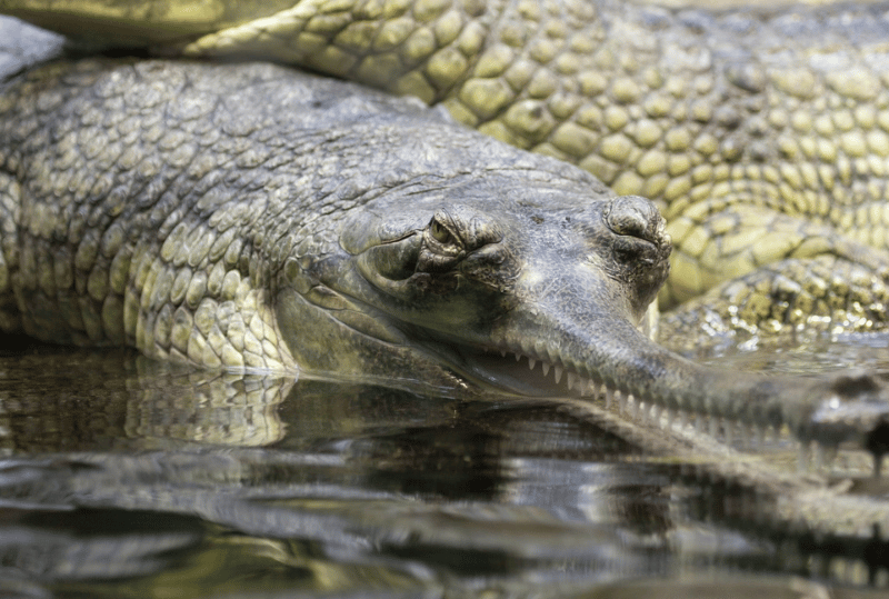 Animais em perigo de extinção no planeta