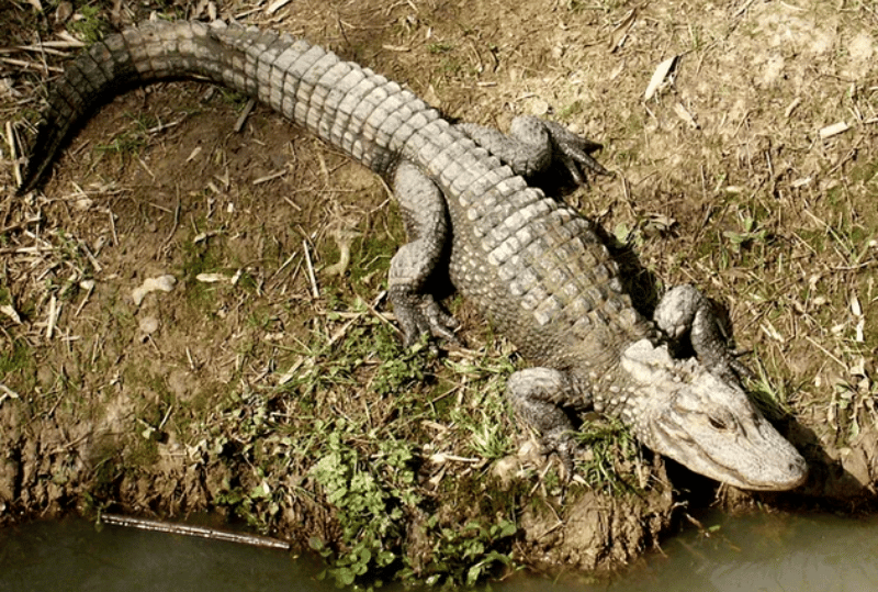 Animais em perigo de extinção no planeta