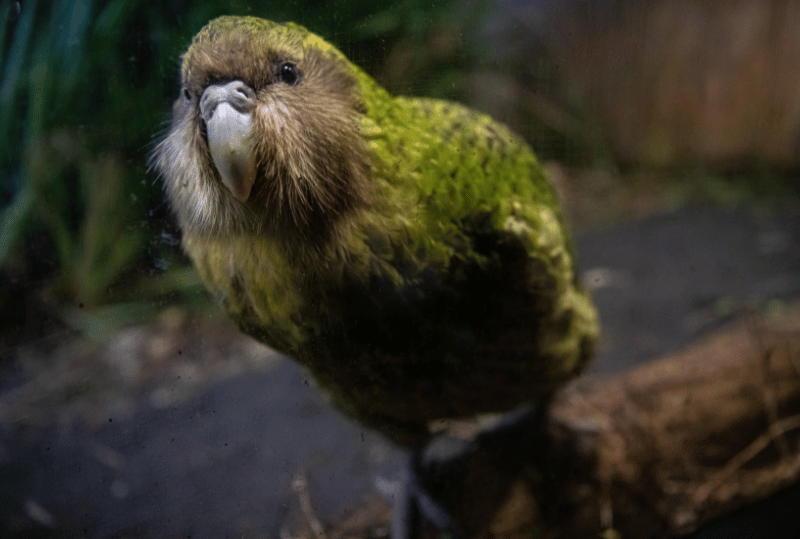 Animais em perigo de extinção no planeta