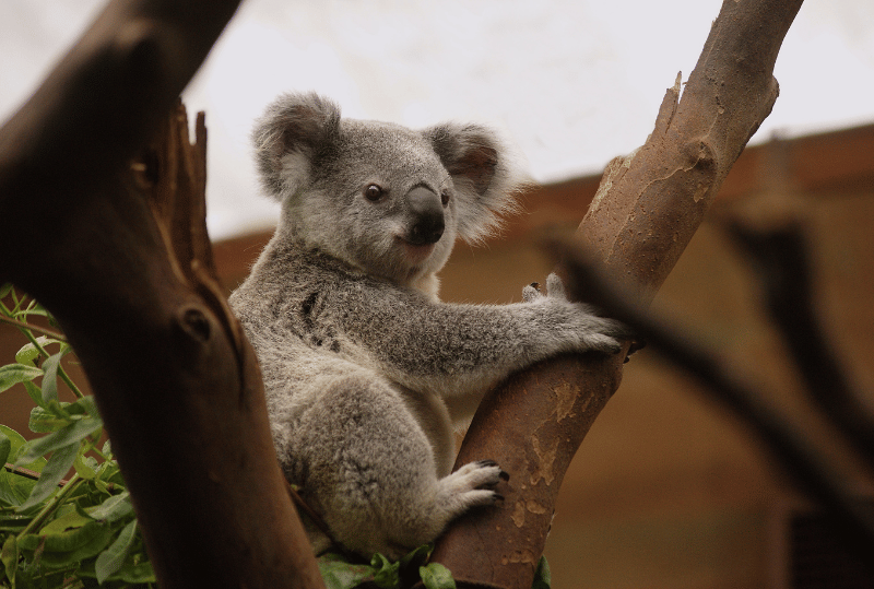 Animais em perigo de extinção no planeta