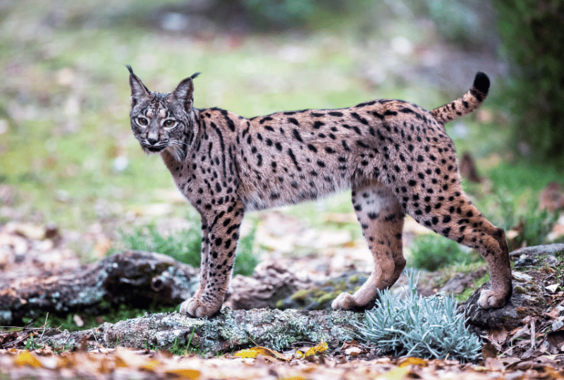 Animais em perigo de extinção no planeta