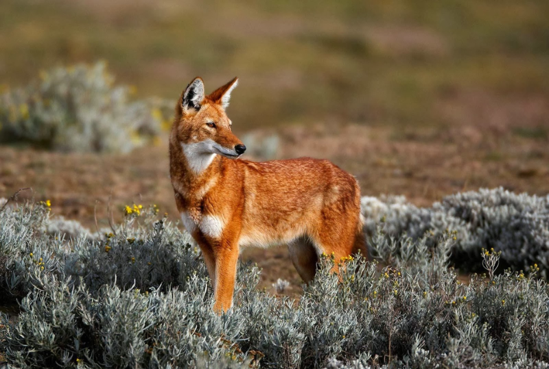 Animais em perigo de extinção no planeta