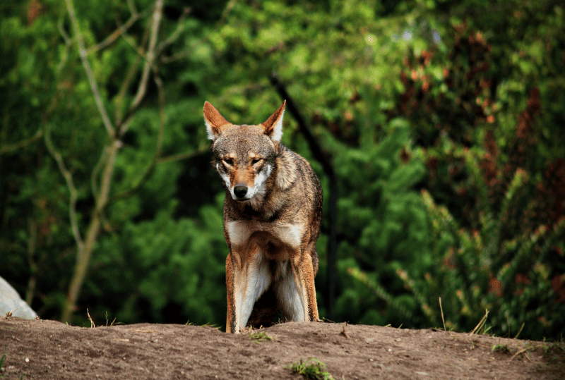 Animais em perigo de extinção no planeta