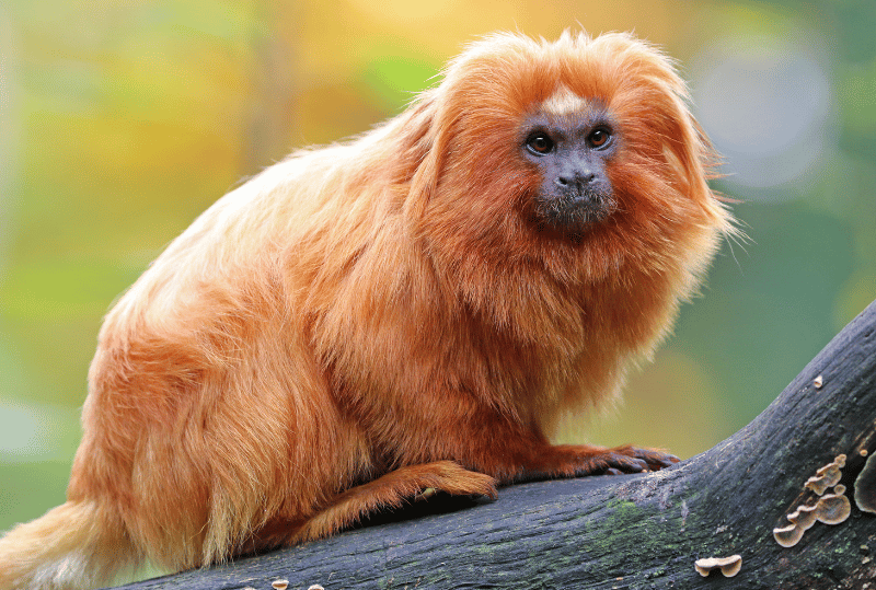 Animais em perigo de extinção no planeta