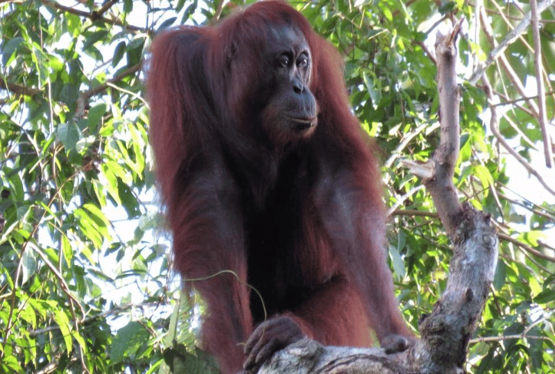 Animais em perigo de extinção no planeta