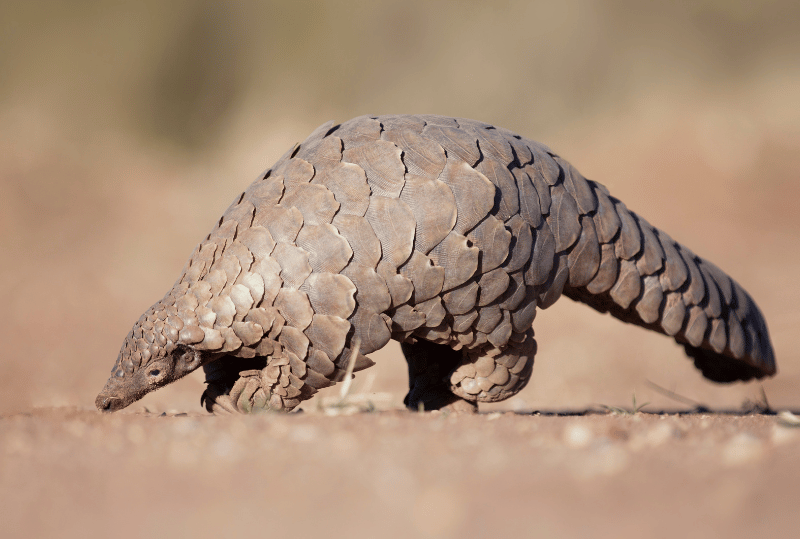 Animais em perigo de extinção no planeta