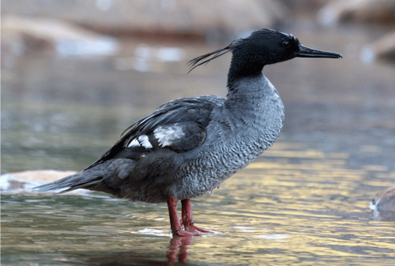 Animais em perigo de extinção no planeta