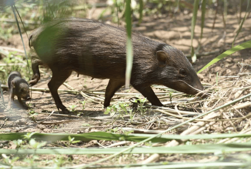 Animais em perigo de extinção no planeta