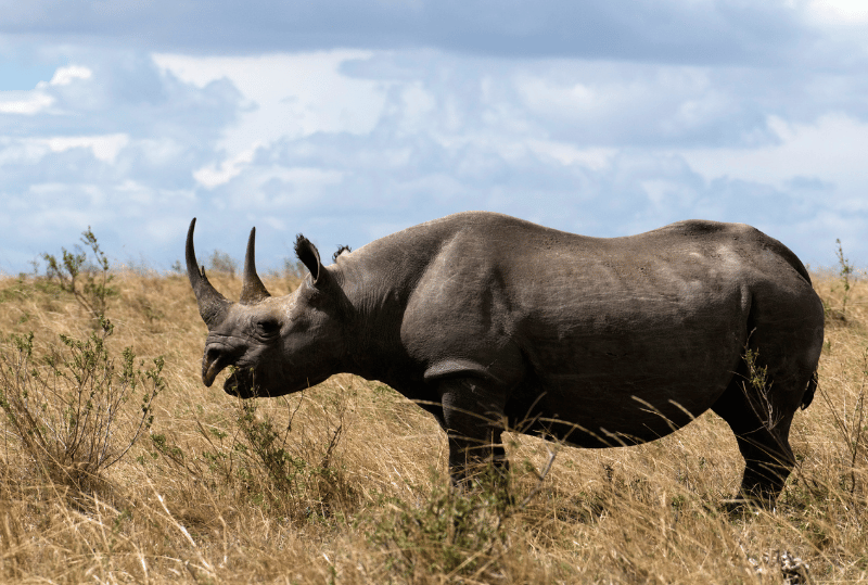 Animais em perigo de extinção no planeta