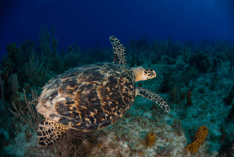 Animais em perigo de extinção no planeta