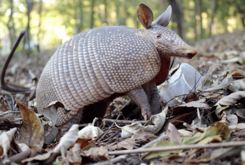 Animais em perigo de extinção no planeta