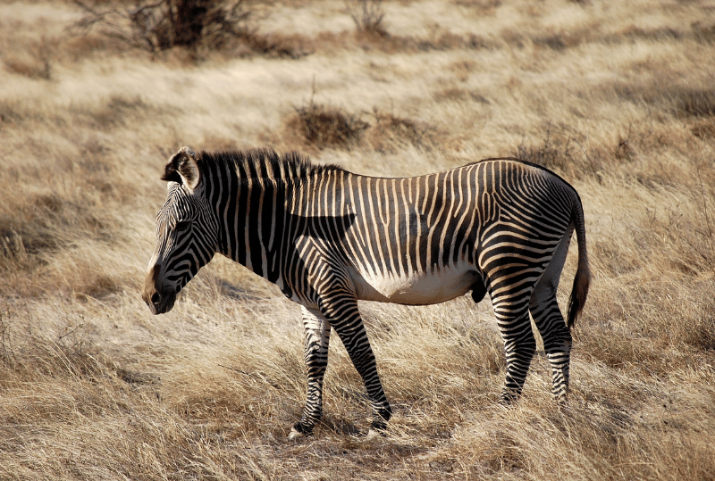 Animais em perigo de extinção no planeta