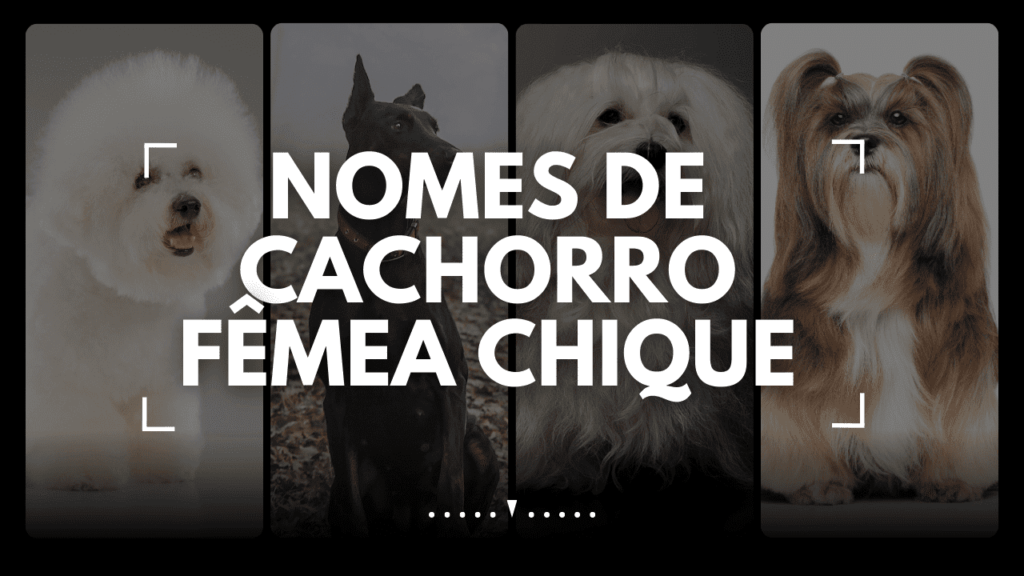 Nomes de cachorro fêmea chique