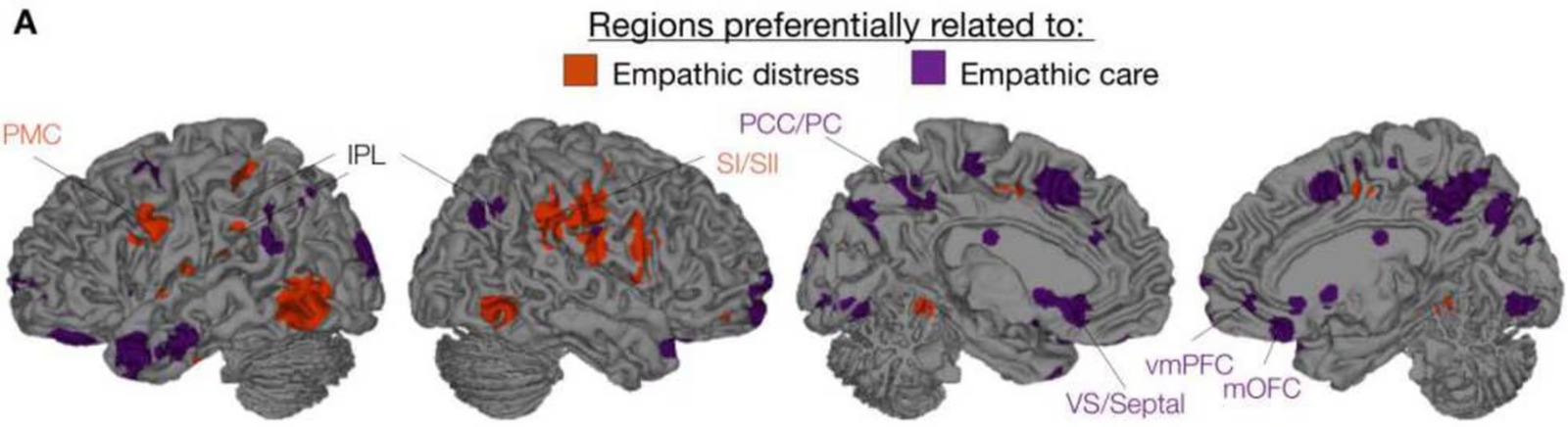 Estudos de imagem cerebral em empatia